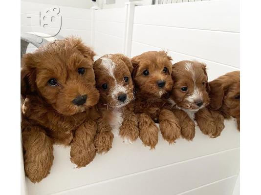 Κατανόηση των κουταβιών Cavapoo . WhatsApp στο +31687270602